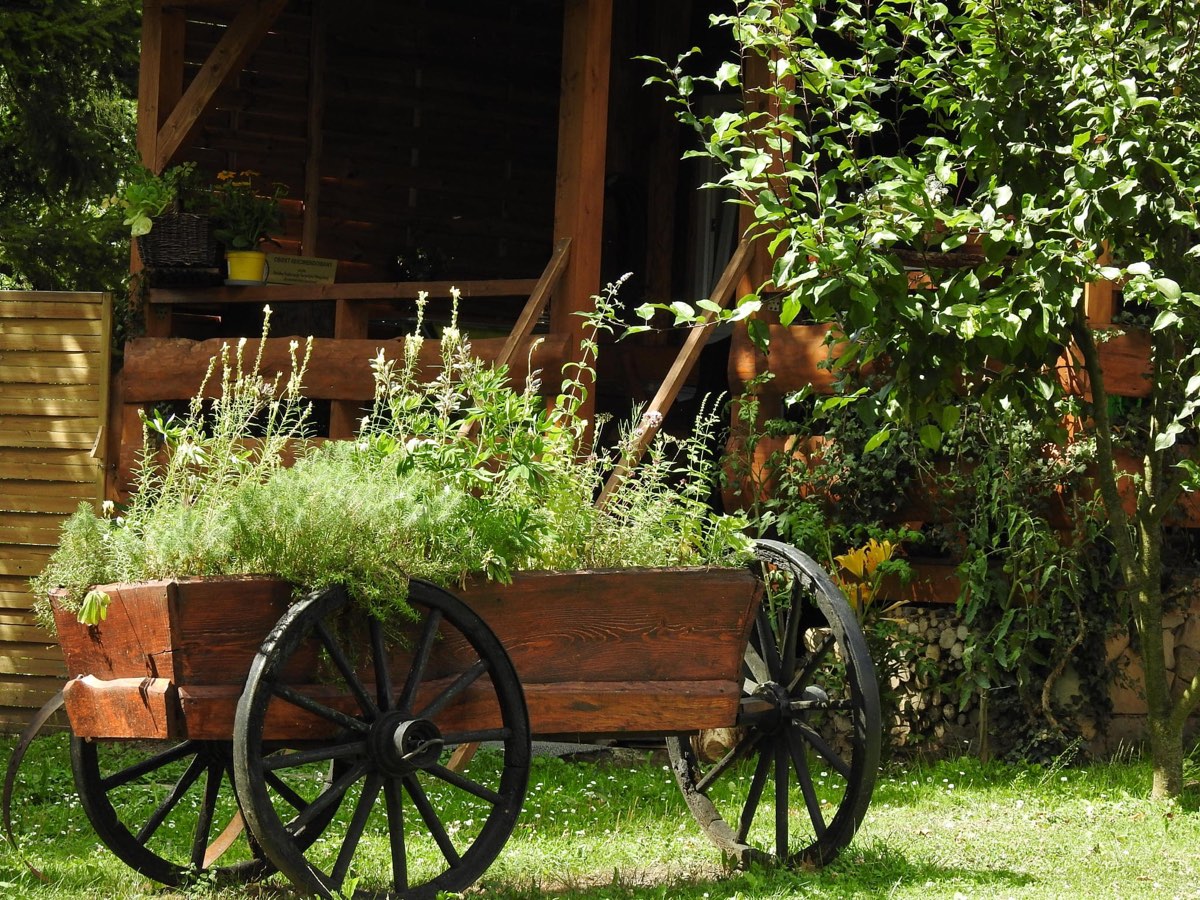 Ogród / Garden