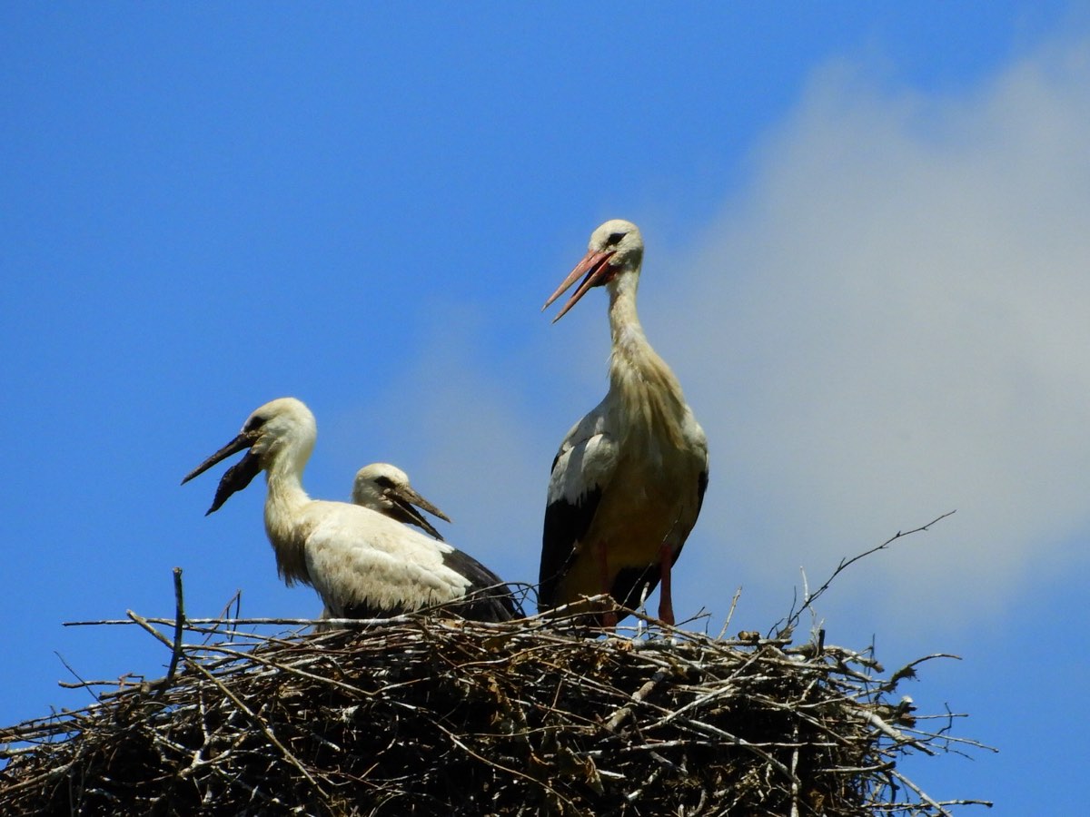 Bociany na gnieździe / Storks on their nest