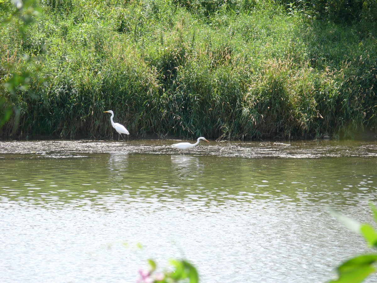 Czaple nad rzeką / Egrets by the river