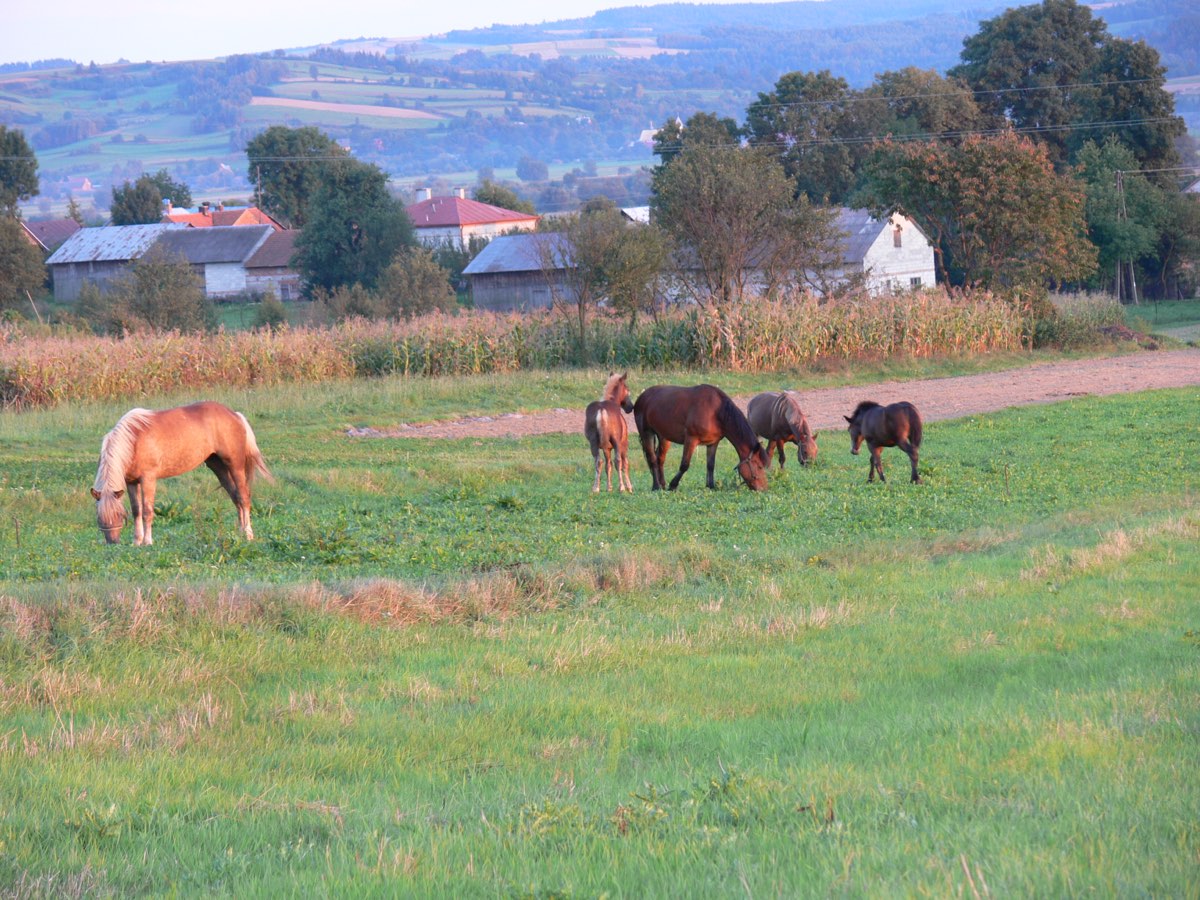 Konie na pastwisku / Horses grazing