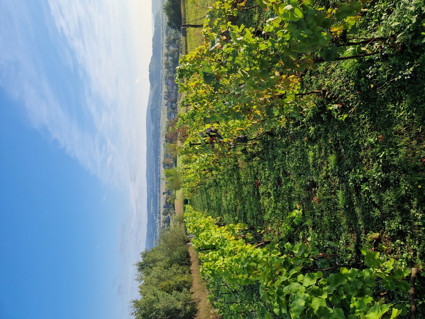 Rzędy winorośli i widok na dolinę / Vine rows and a view over the valley